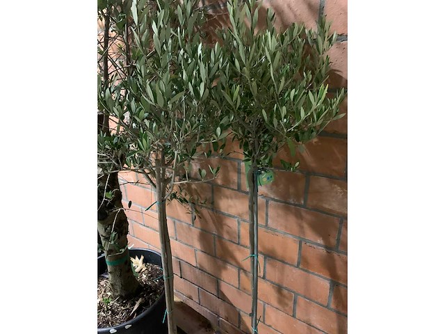 Olijfbomen - afbeelding 2 van  3