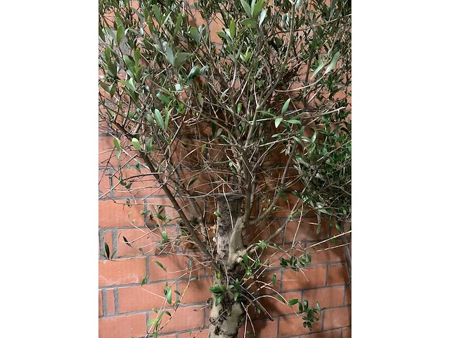 Olijfbomen - afbeelding 3 van  3