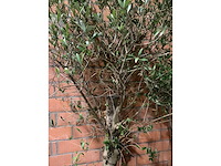 Olijfbomen - afbeelding 3 van  3