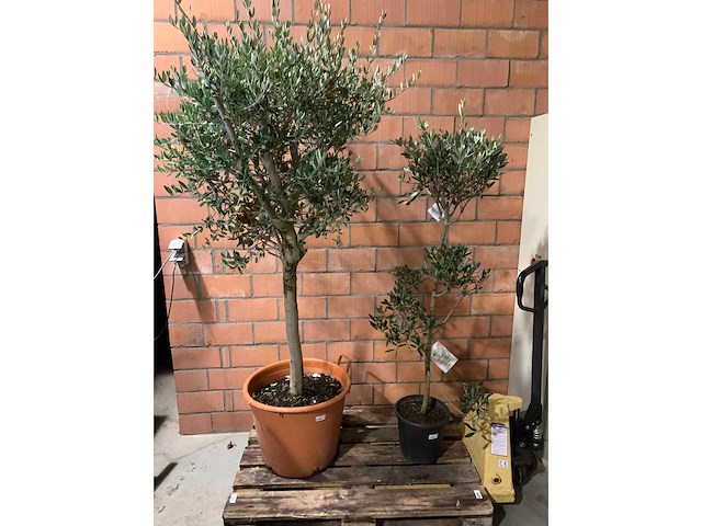 Olijfbomen - afbeelding 1 van  3