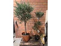 Olijfbomen - afbeelding 1 van  3