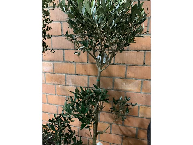 Olijfbomen - afbeelding 2 van  3