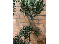 Olijfbomen - afbeelding 2 van  3