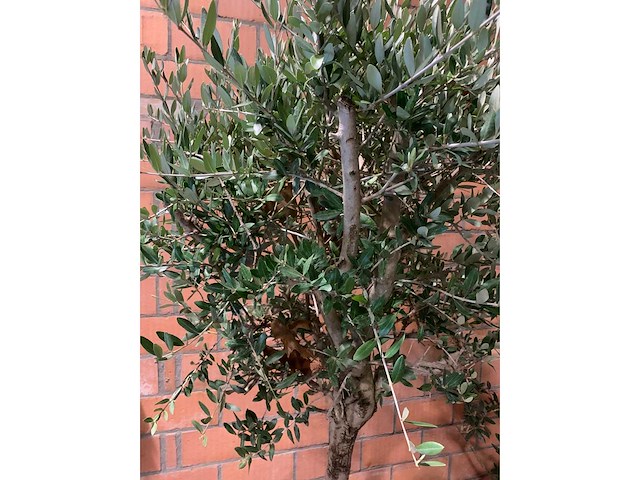 Olijfbomen - afbeelding 3 van  3