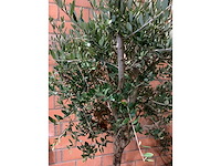 Olijfbomen - afbeelding 3 van  3