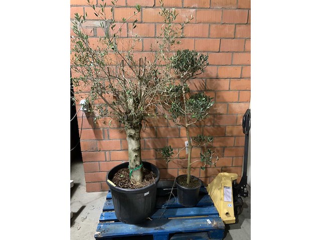 Olijfbomen - afbeelding 1 van  3