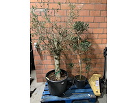 Olijfbomen - afbeelding 1 van  3