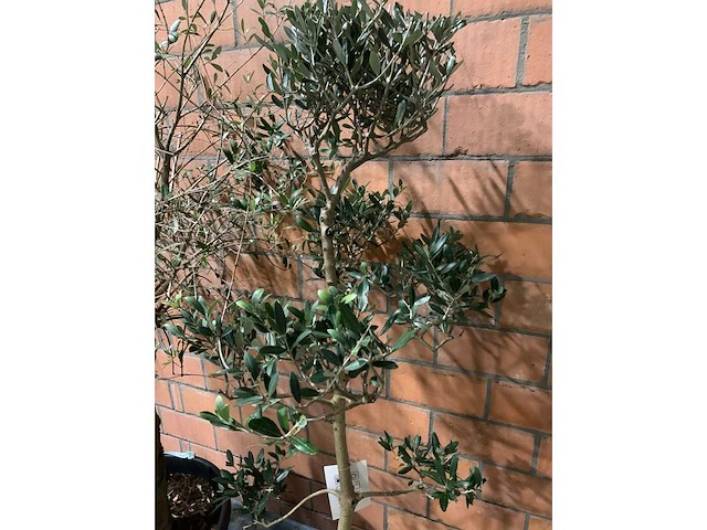 Olijfbomen - afbeelding 2 van  3