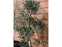 Olijfbomen - afbeelding 2 van  3