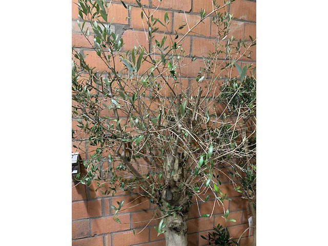 Olijfbomen - afbeelding 3 van  3