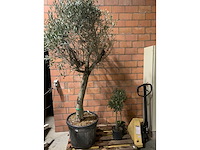 Olijfbomen - afbeelding 1 van  3