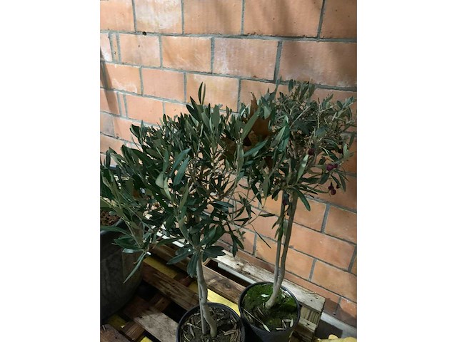 Olijfbomen - afbeelding 2 van  3