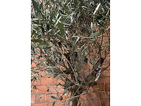 Olijfbomen - afbeelding 3 van  3