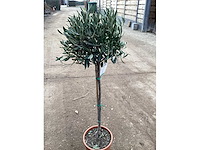 Olijfboom (3x) - afbeelding 2 van  2