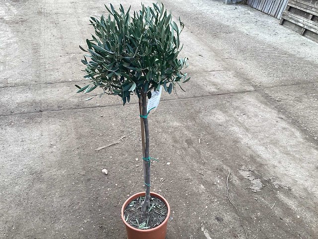 Olijfboom (3x) - afbeelding 1 van  2