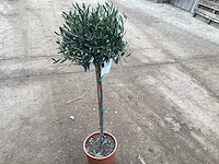 Olijfboom (3x) - afbeelding 1 van  2