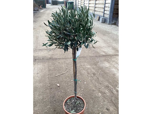 Olijfboom (3x) - afbeelding 2 van  2