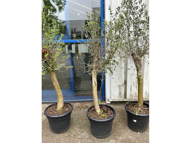 Olijfboom (3x) - afbeelding 2 van  3