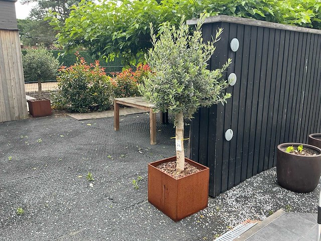 Olijfboom in bloembak (2x) - afbeelding 1 van  5