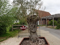 Olijfboom in cortenstalen bak - afbeelding 1 van  6