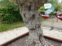 Olijfboom in cortenstalen bak - afbeelding 2 van  6