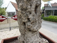 Olijfboom in cortenstalen bak - afbeelding 4 van  6