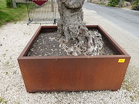 Olijfboom in cortenstalen bak - afbeelding 5 van  6