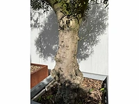 Olijfboom in grijze bak - afbeelding 3 van  8