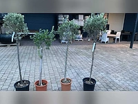 Olijfboom in pot olijfboom (4x)