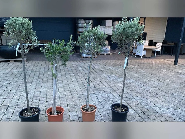 Olijfboom in pot olijfboom (4x) - afbeelding 1 van  1