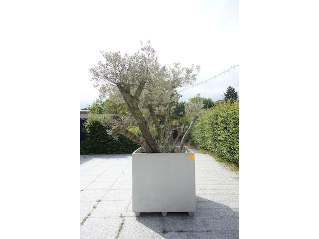 Olijfboom in pot - afbeelding 1 van  4