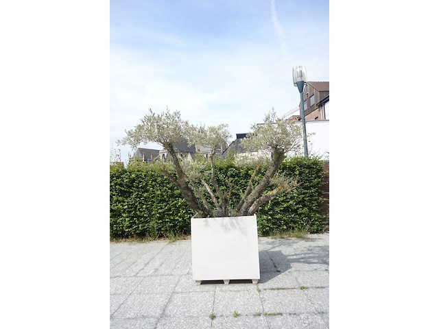 Olijfboom in pot - afbeelding 2 van  4
