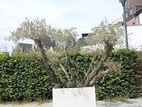 Olijfboom in pot - afbeelding 2 van  4