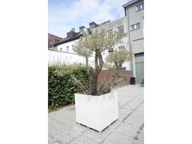 Olijfboom in pot - afbeelding 3 van  4