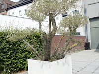 Olijfboom in pot - afbeelding 3 van  4