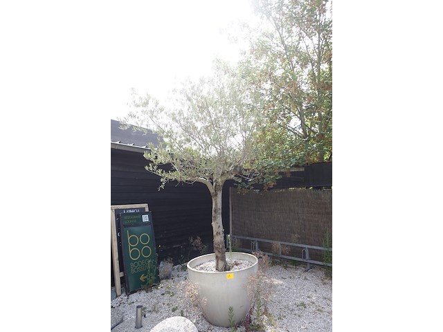 Olijfboom in pot - afbeelding 1 van  2