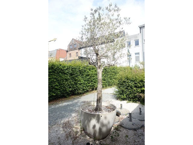 Olijfboom in pot - afbeelding 2 van  2