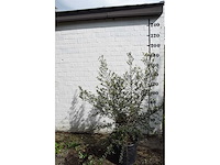 Olijfboom op korte stam - olive tree - afbeelding 1 van  5