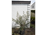 Olijfboom op korte stam - olive tree - afbeelding 2 van  5