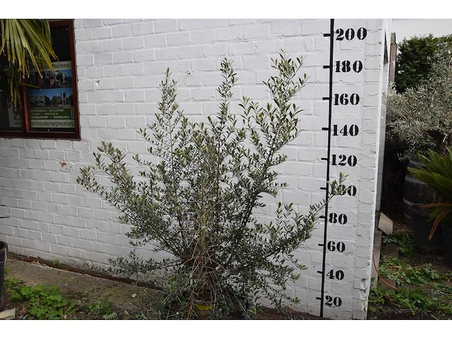 Olijfboom op korte stam - olive tree - afbeelding 3 van  5