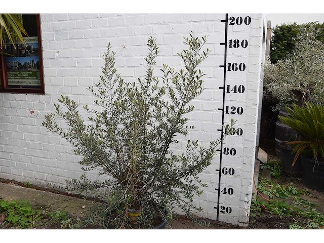Olijfboom op korte stam - olive tree - afbeelding 4 van  5