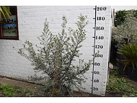 Olijfboom op korte stam - olive tree - afbeelding 4 van  5