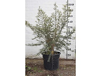 Olijfboom op korte stam - olive tree - afbeelding 5 van  5