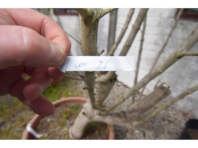 Olijfboom op stam - olive tree - afbeelding 1 van  4