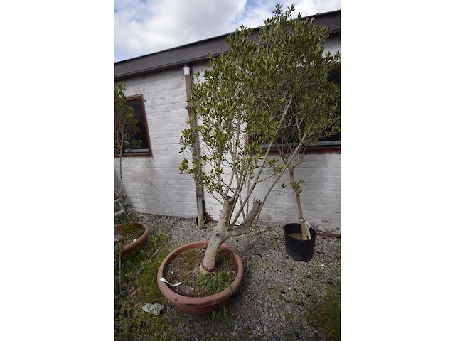 Olijfboom op stam - olive tree - afbeelding 2 van  4
