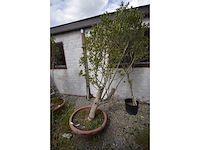 Olijfboom op stam - olive tree - afbeelding 2 van  4