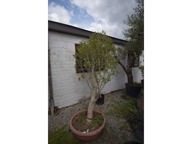 Olijfboom op stam - olive tree - afbeelding 3 van  4