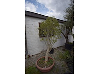 Olijfboom op stam - olive tree - afbeelding 3 van  4
