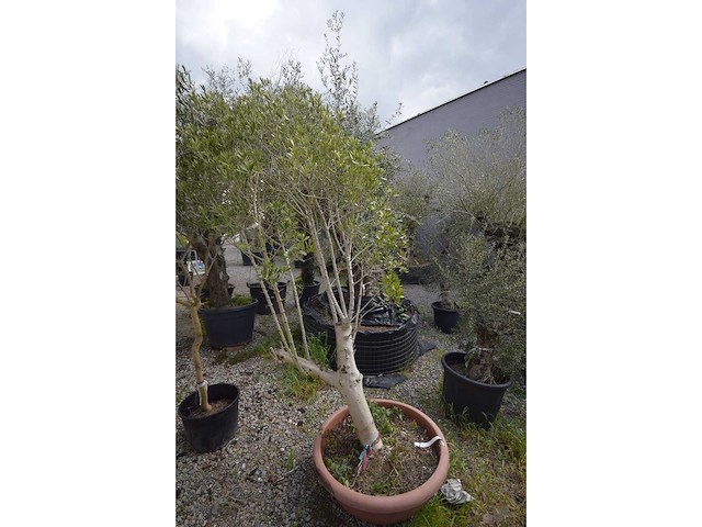 Olijfboom op stam - olive tree - afbeelding 4 van  4