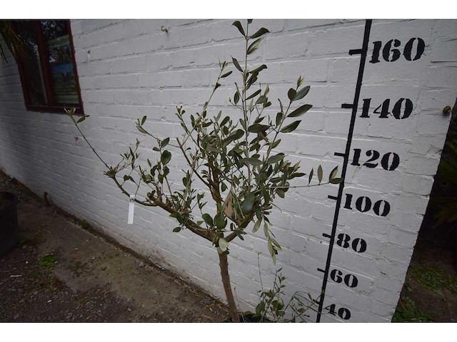Olijfboom op stam - olive tree - afbeelding 1 van  2
